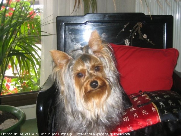 Photo de Yorkshire terrier