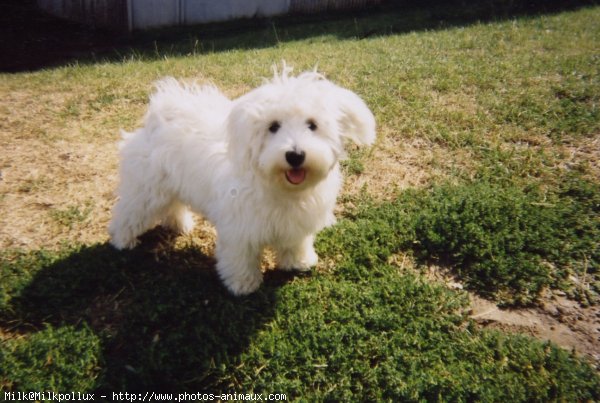 Photo de Bichon maltais