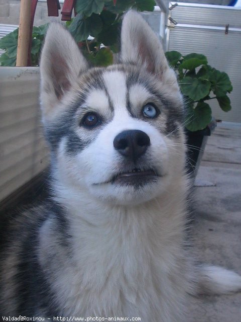 Photo de Husky siberien