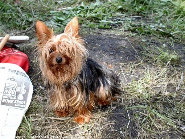 Photo de Yorkshire terrier