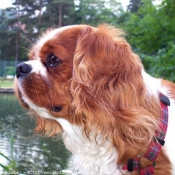 Photo de Cavalier king charles spaniel