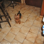 Photo de Yorkshire terrier