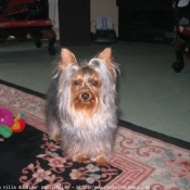 Photo de Yorkshire terrier