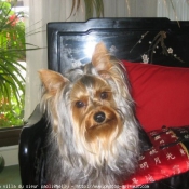 Photo de Yorkshire terrier