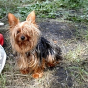 Photo de Yorkshire terrier