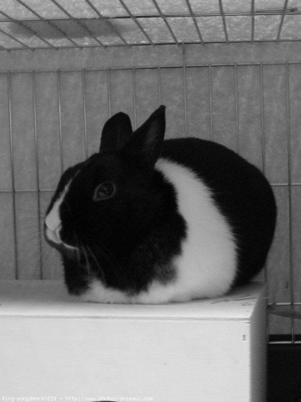 Photo de Lapin