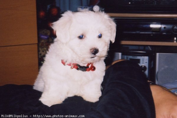 Photo de Bichon maltais