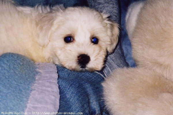 Photo de Bichon maltais