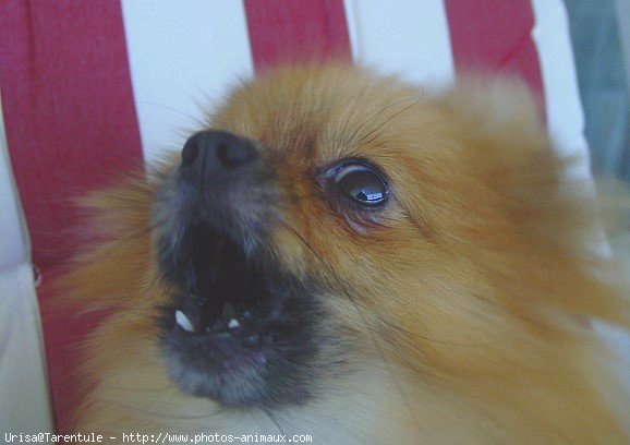 Photo de Spitz moyen