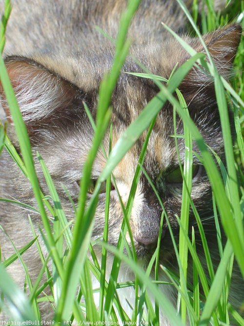 Photo de Chat domestique