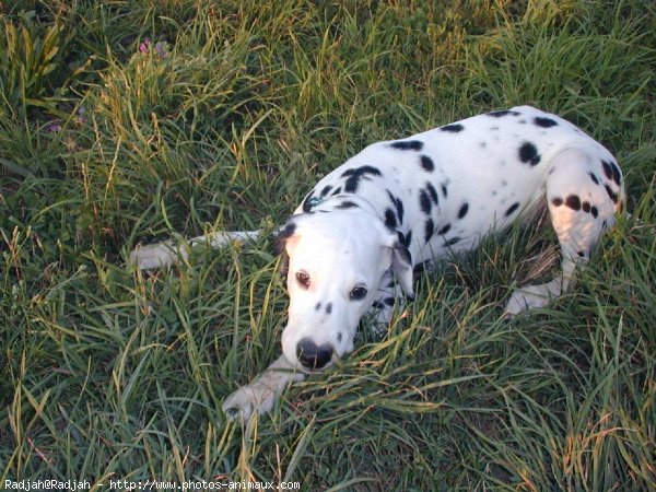 Photo de Dalmatien