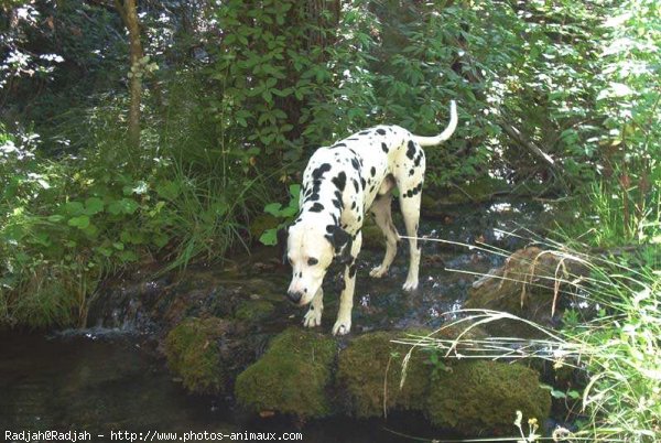 Photo de Dalmatien