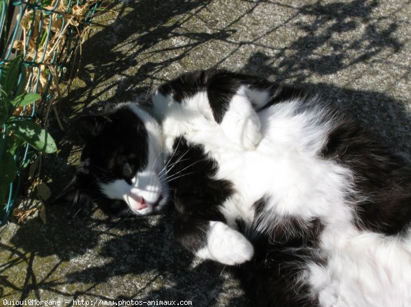 Photo de Chat domestique