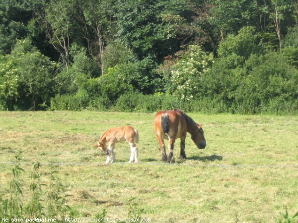 Photo d'Ardennais