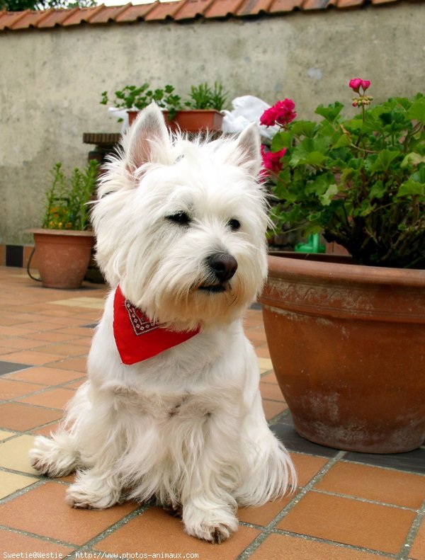 Photo de West highland white terrier