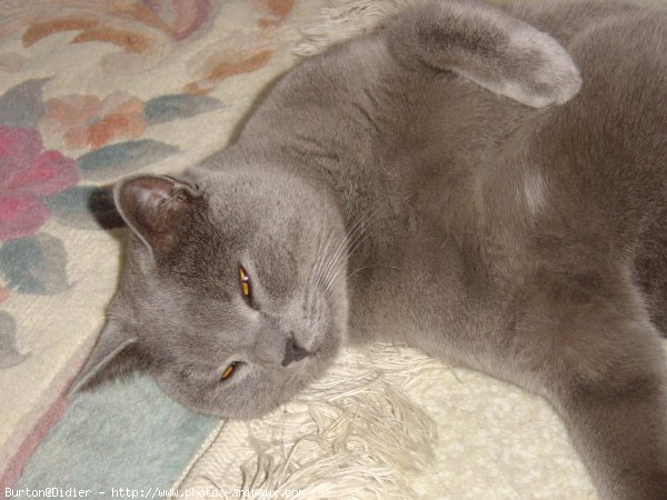 Photo de Chartreux