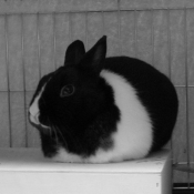 Photo de Lapin