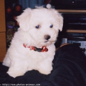 Photo de Bichon maltais