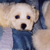 Photo de Bichon maltais