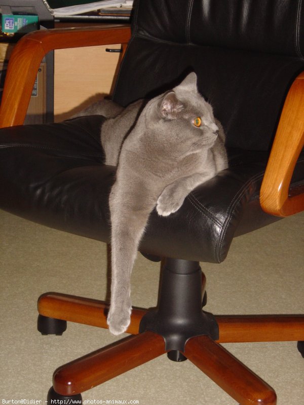 Photo de Chartreux