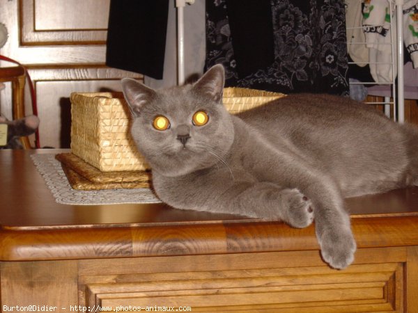 Photo de Chartreux