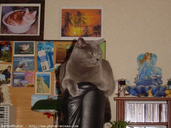 Photo de Chartreux