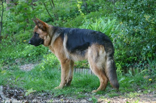 Photo de Berger allemand  poil court