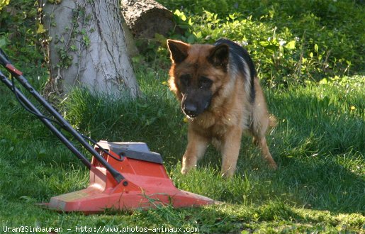 Photo de Berger allemand  poil court