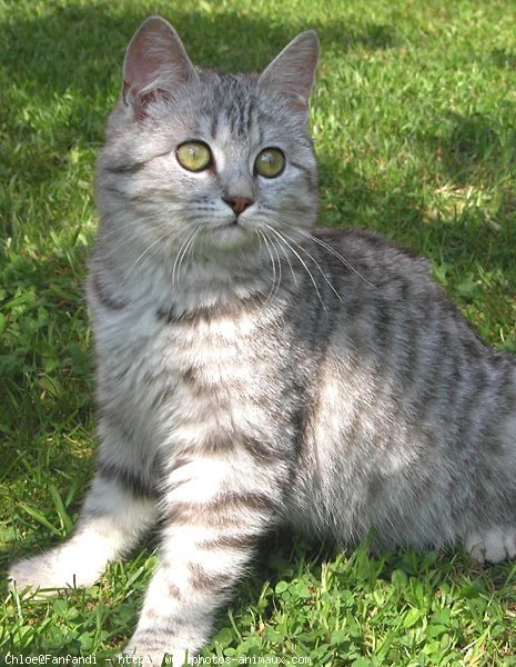 Photo de British shorthair