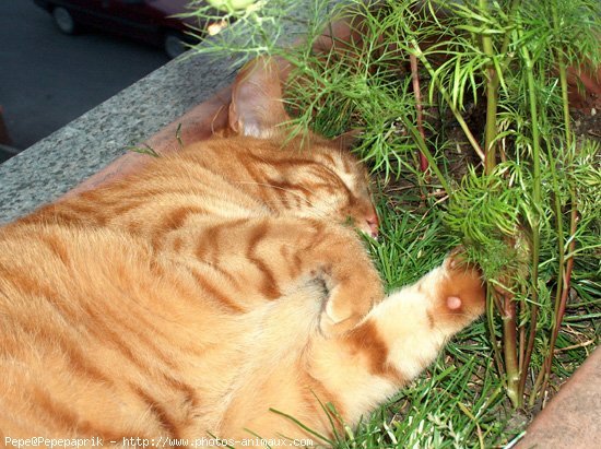 Photo de Chat domestique