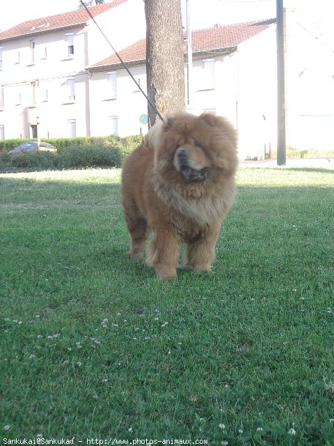 Photo de Chow chow