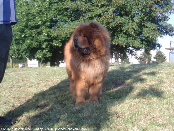 Photo de Chow chow