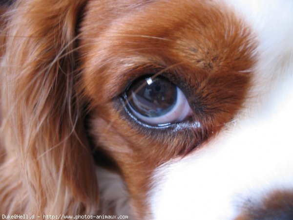 Photo de Cavalier king charles spaniel