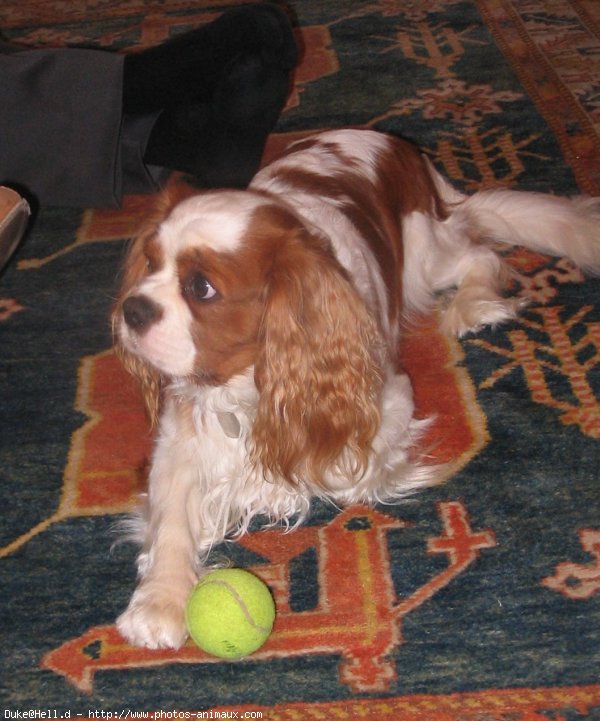 Photo de Cavalier king charles spaniel