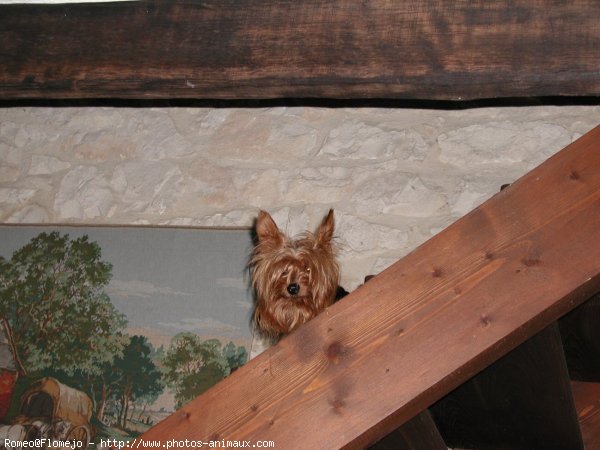 Photo de Yorkshire terrier