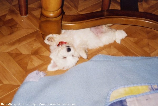 Photo de Bichon maltais