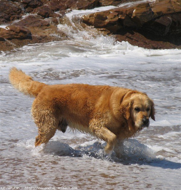 Photo de Golden retriever