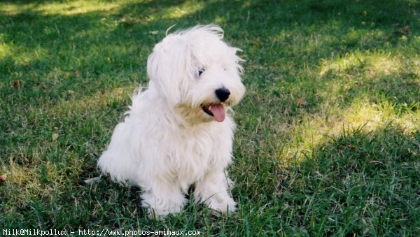 Photo de Bichon maltais