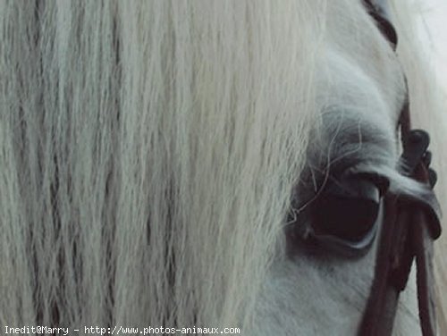 Photo de Camargue