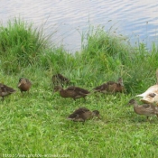 Photo de Canard