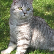 Photo de British shorthair