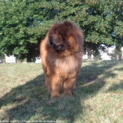 Photo de Chow chow