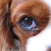 Photo de Cavalier king charles spaniel