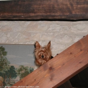 Photo de Yorkshire terrier