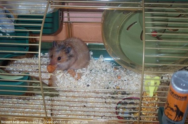 Photo de Hamster