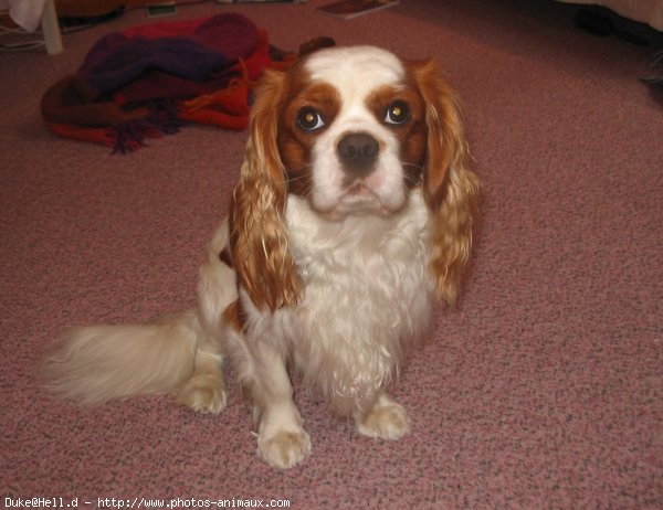 Photo de Cavalier king charles spaniel