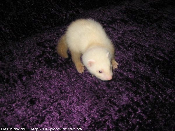 Photo de Furet