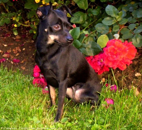 Photo de Pinscher nain