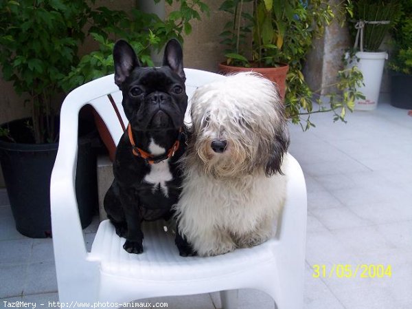 Photo de Bouledogue franais