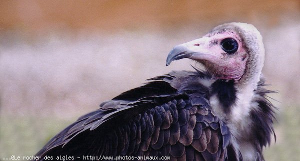 Photo de Vautour charognard